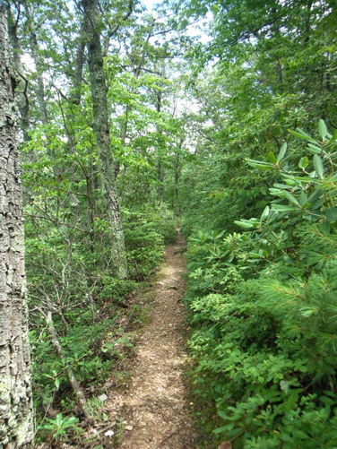 Picture 28 of James River Face Wilderness Hike 070713