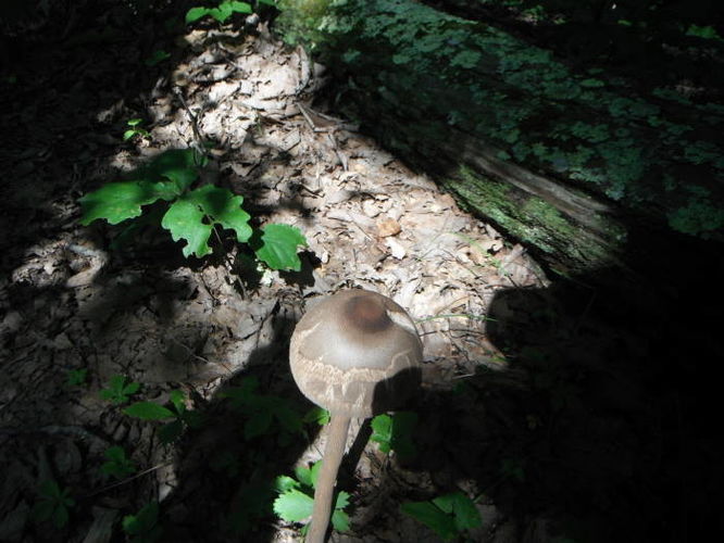 Picture 41 of James River Face Wilderness Hike 070713