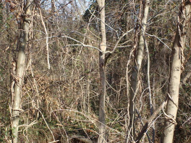 Picture 17 of James River Hike 010210