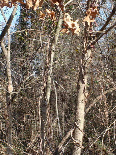 Picture 18 of James River Hike 010210