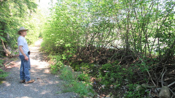 Eastview Trail passes by a beaver pond with walls near the trail