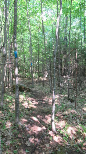 Trail blazes and substrate of North Pond Trail