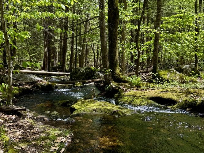 Scenic view of Hammond Brook
