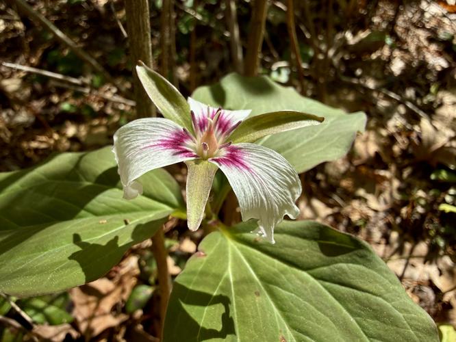 Painted trillium wildflower