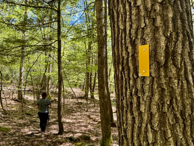 Yellow blazes of the Highland Trail