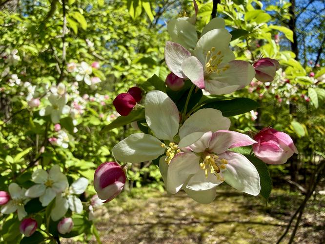 Apple tree flowers