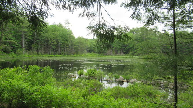 Beautiful beaver pond