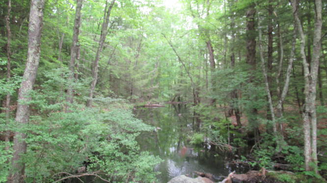 View of the stream from the beaver pond