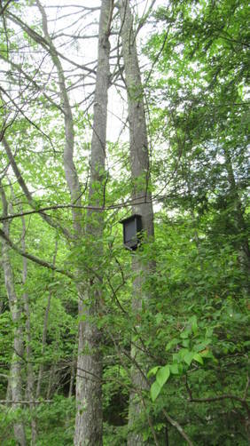 Bat boxes are installed at the beaver pond