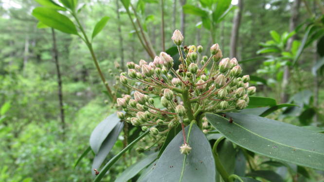 Mountain Laurel getting ready to bloom