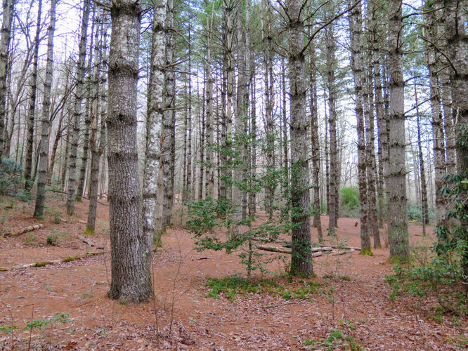 Picture 29 of John Rock and Cedar Rock Falls Hike 021217