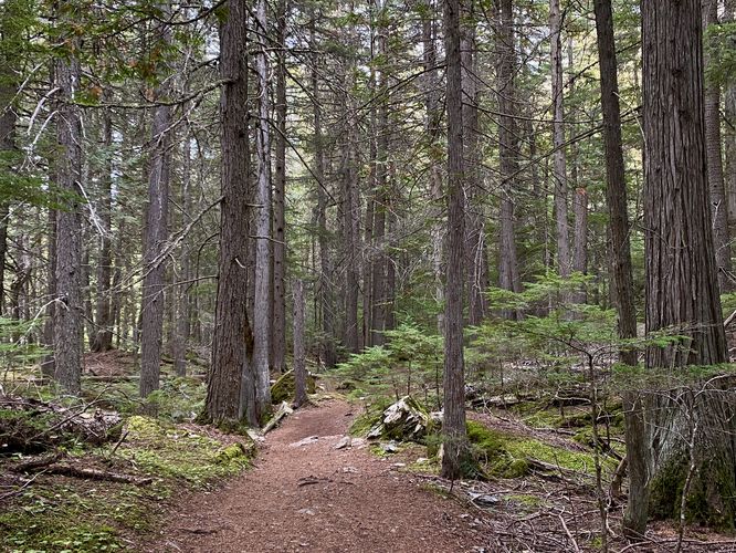 Mossy forest under the western red spruce trees