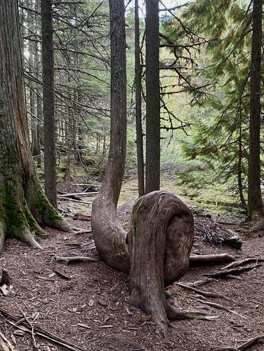 Bent tree