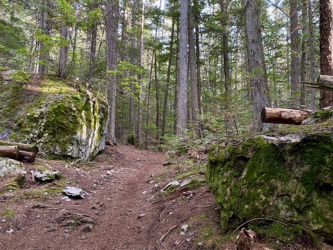 Moss-covered boulders along the trail
