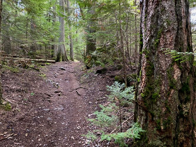 Moss covers trunks of trees along the trail