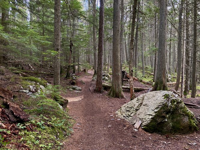 Western red spruce trees fill the forest of the Johns Lake Trail
