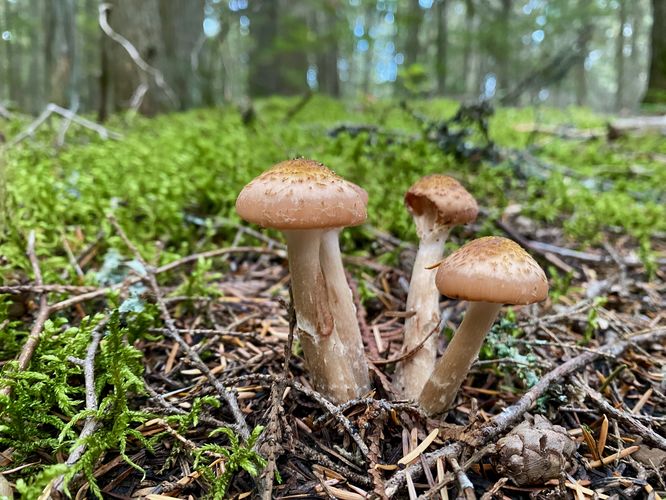 Mushrooms and moss