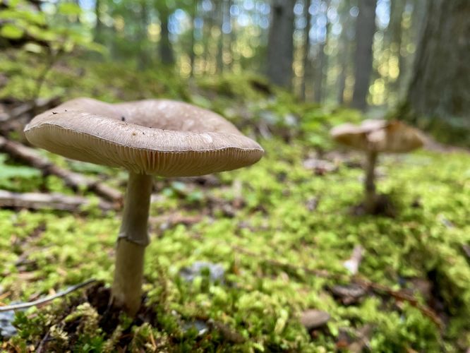 More mushrooms and moss