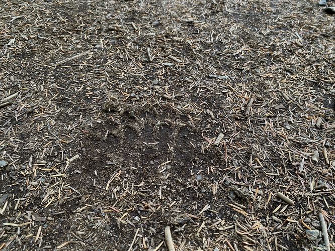 Grizzly bear print on-trail