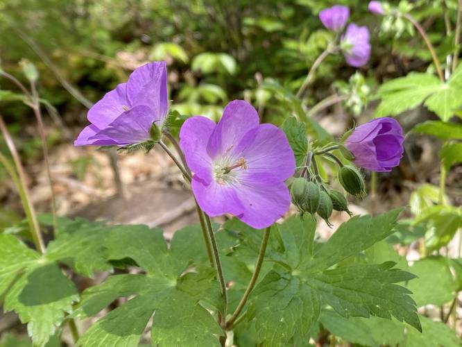 Geranium wildflower