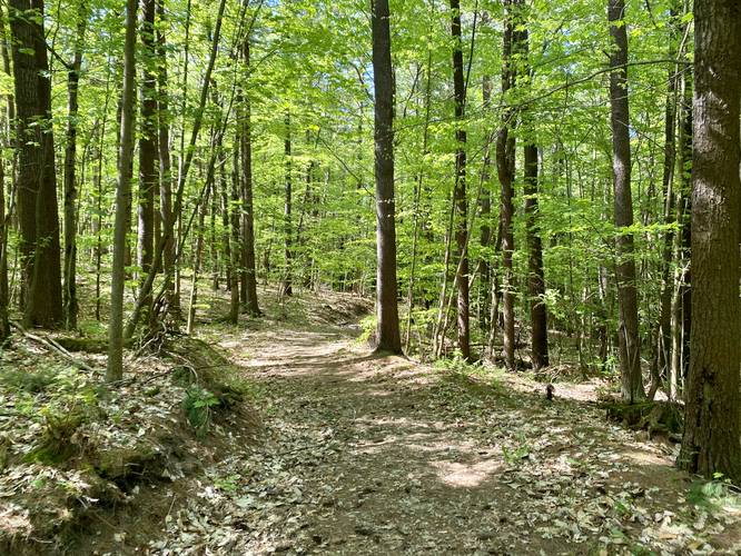 Trail to Johnson Hill Falls