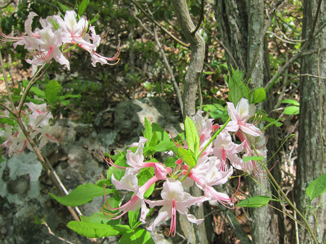 Picture 5 of Jones Mountain Hike 052315