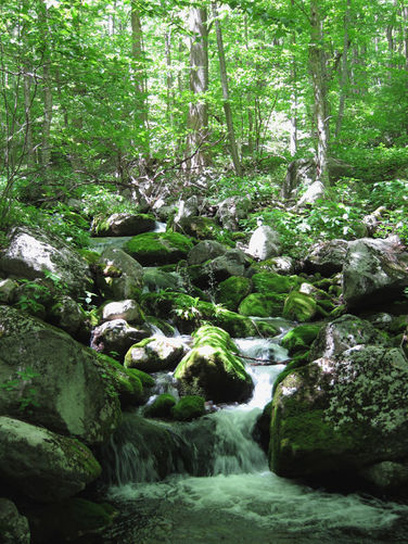Picture 16 of Jones Mountain Hike 052315