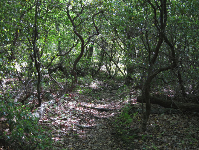 Picture 22 of Jones Mountain Hike 052315