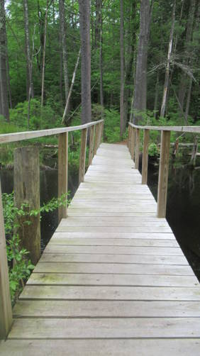 Well maintained bridge over active Beaver dam section