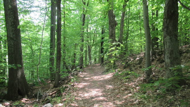 Beautiful wooded path