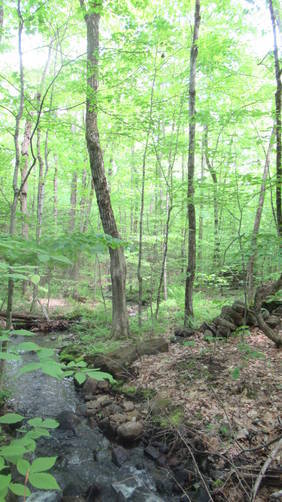 Scenic forest, stream and rock walls