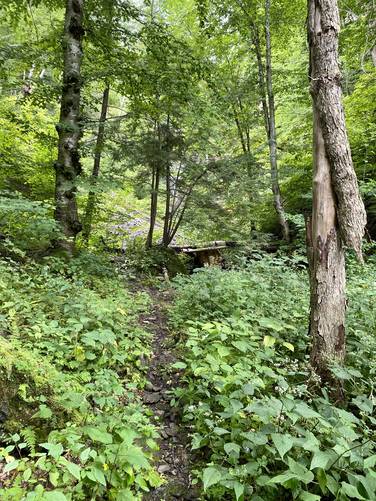 Lush green trail to Judds Falls