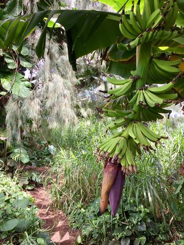 Wild bananas on the trail to the red sand beach