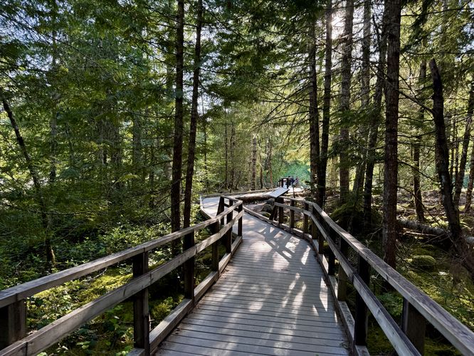 Boardwalk winds through the forest