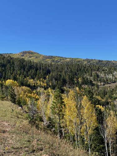 View of Keller Knoll with yellow Birch foliage