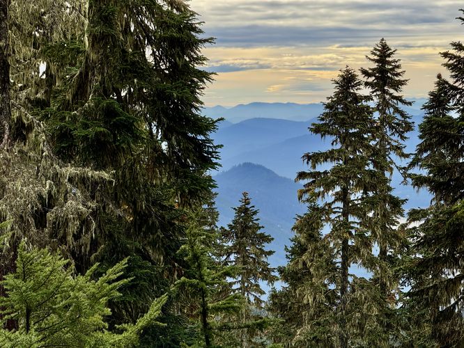View through the evergreens