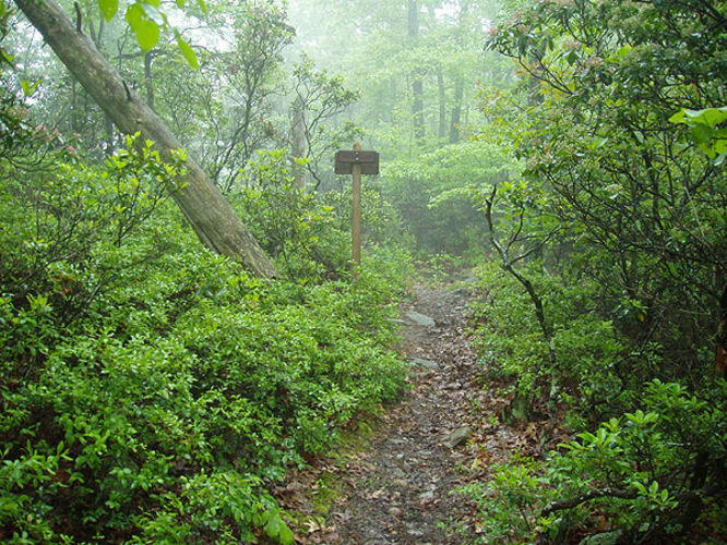 Picture 13 of Kennedy Peak Hike 051703