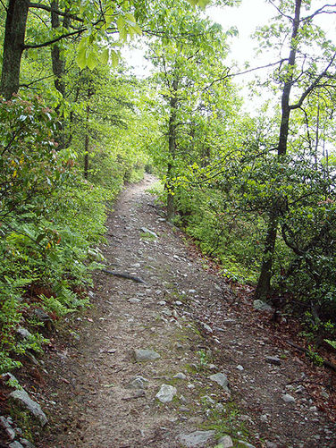 Picture 2 of Kennedy Peak Hike 051703