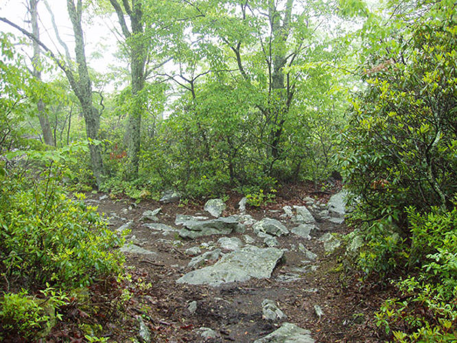 Picture 11 of Kennedy Peak Hike 051703