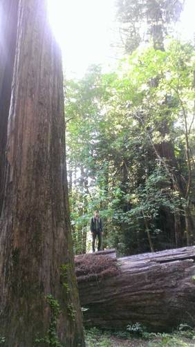 Kent Mather Trail - Kent Mather Trail Redwoods album