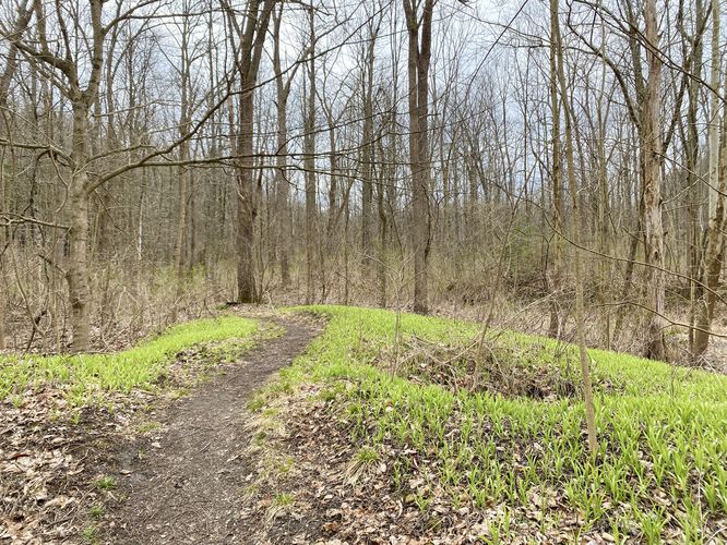 Early Spring greenery fills the forest