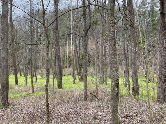 Spring greenery growing up through the forest adjacent to Keshequa Creek