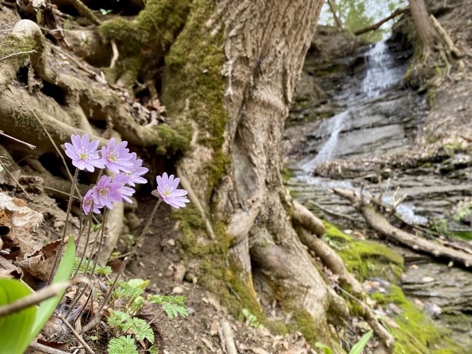 Wildflowers and waterfalls