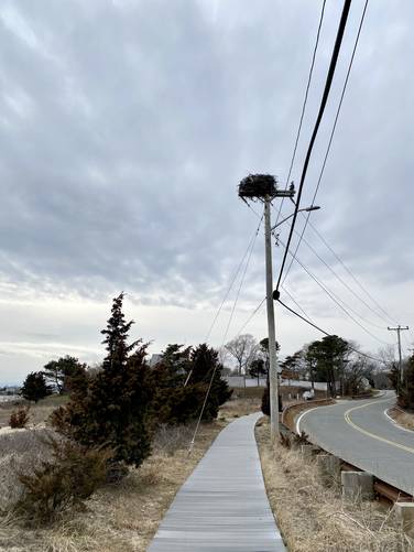 Eagle's nest above the trail (March 2023)