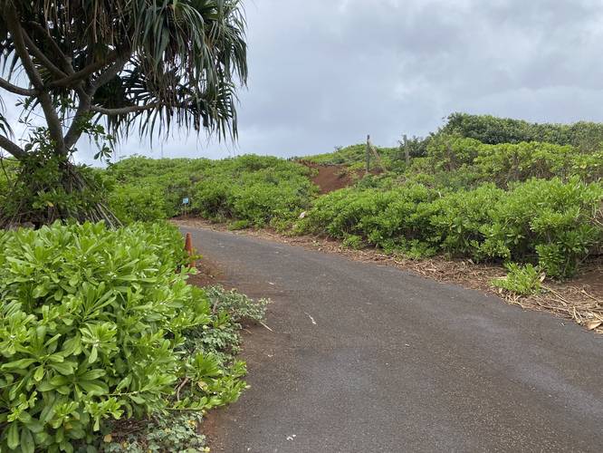 Paved trail leads to Kilauea Lighthouse