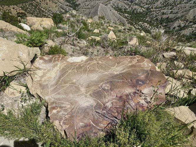 Neat rock with weird grooved lines - which appeared cut but were likely naturally caused