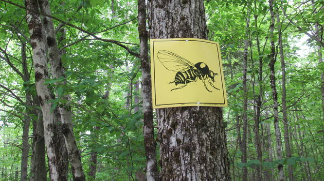 Look for the Black Fly Marking the Trailhead
