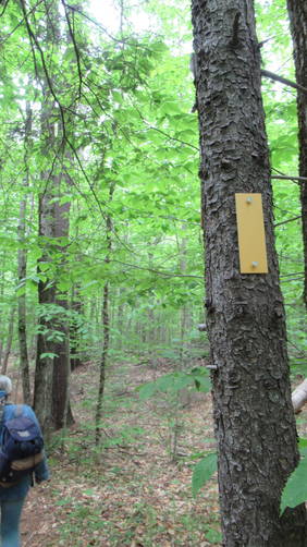 Yellow Blaze markers along the Kulish Ledges Trail