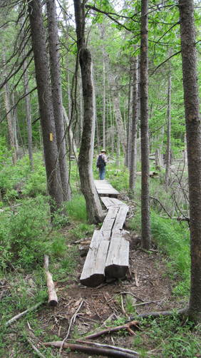 Wooden walkways to assist in travel over wet areas