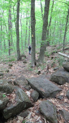 Trail crosses over old stone wall